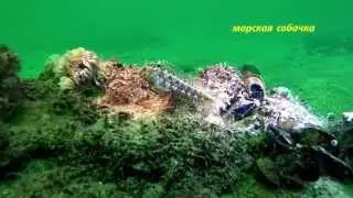 Чёрное море   камбала,крабы,медузы