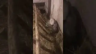 Вот что значит ЯСЕЛЬНАЯ группа