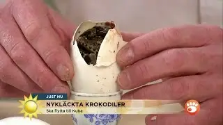Här kläcks krokodiler i direktsändning - Nyhetsmorgon (TV4)