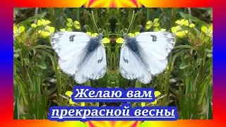 Желаю вам прекрасной и нежной Весны