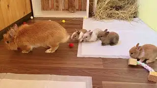Little rabbits run after Mother Rabbit and ask for affection