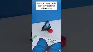 як годувати метелика вдома