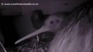 Twin Kiwi Chicks