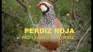 PERDIZ ROJA | RED-LEGGED PARTRIDGE |  - Alectoris rufa