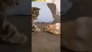 #short #shorts #gatto #criceto #amicianimali #cat #hamster #котёнок #хомяк #друзья #friendanimal
