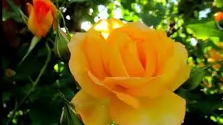 Мой фильм wlmp mp4      Там, где Любовь