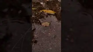 Rainy days Buongiorno Rastellino Font Cyrillic #шрифт #short #shortvideo #Shorts #cozy #autumn #font