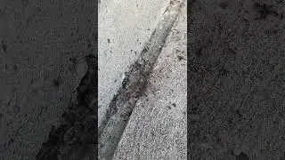 Всё как у людей. Наглядная модель человеческого общества. Не все муравьи трудятся. #муравьи