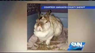 SNN: Abused Rabbit Update
