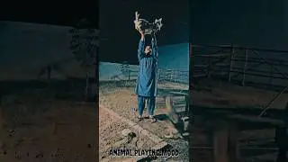 Animal | Playing with animals #shorts #viral  ​⁠ #comedy #funny #hind