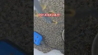 Plaga os #osy #pszczoły