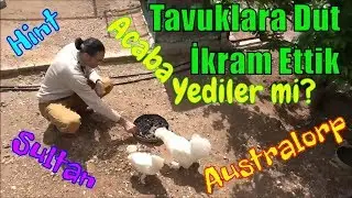 Tavuklar Dut Yer Mi?