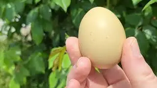 How Eggs Get Their Colors