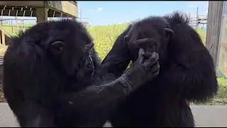 Tonka at Save the Chimps