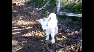 Козленок кричит 