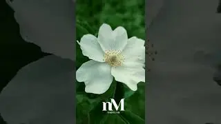 Ранкова  молитва за сьогоднішній день України 