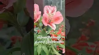 Embrace the beauty of God's creation #god #beautiful #grateful #flowers #nature #godscreations