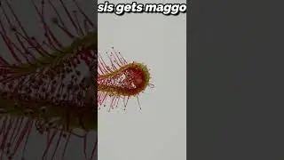Can a sundew catch and hold a maggot? #shorts #carnivore #drosera