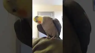 Обоятельный корелла Гошка. Крылышки сердечком ♥️