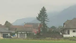 Destruction of a tree