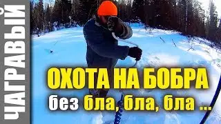 Охота НА БОБРА без бла бла бла ... | NO COMMENT