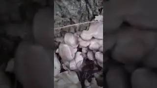 грибы вешенки