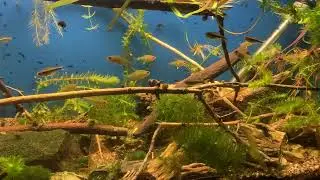 Very relaxing fish tank.
