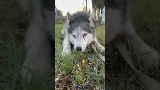 Добрый хаски Рад 🧡