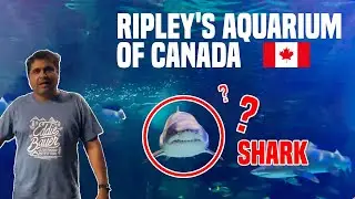 A Shark at Ripley's Aquarium of Canada?