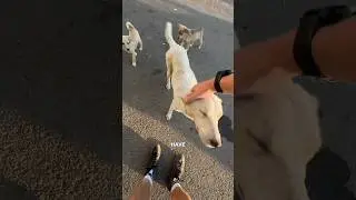 The street dogs are ear tagged by aggression level in Armenia 🇦🇲