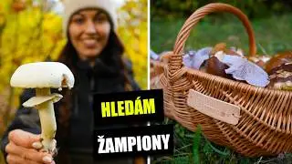 Hledám v lese ŽAMPIONY - jak na ně? Pečárka zápašná, pečárka ovčí, pečárka polní