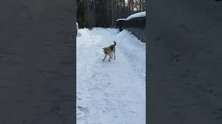 А кто вам помогает убирать снег в загородном доме? #загородныйдом #собака #смех