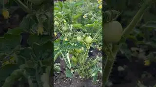 Пасынкование томатов