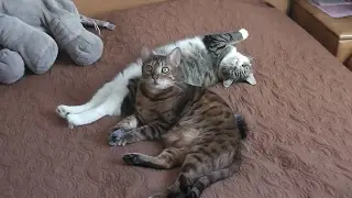 Рыся, Дуся и мышка