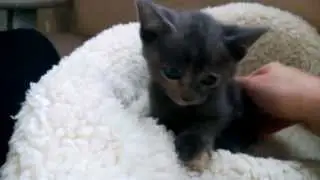 Pauline, the Polydactyl Russian Bluish Tortie Kitty