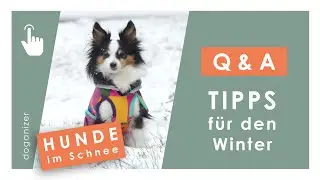 ❄ Tipps für Hunde im Winter ❄ Was musst du bei Schnee beachten? | Q&A