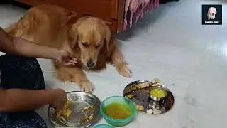 জন্মদিনে সিম্বার মজার ভুরিভোজ । Simba's Birthday Lunch । Pet Birthday Celebration | Birthday Lunch |