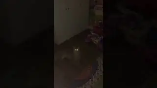 Scream cat 🙀