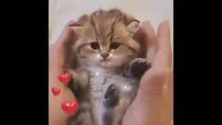 Пушистые,  маленькие котята🎀