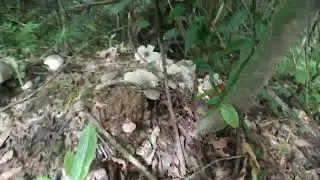 wild mushroom/Papak