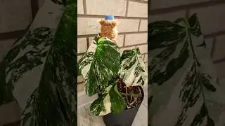 💚💚💚 Обрезка Монстеры Альба💚💚💚 