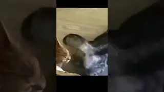 Çılgın kediler