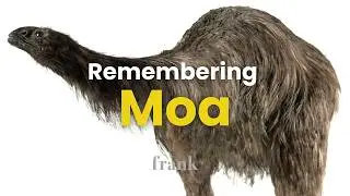 Remembering Moa: The wingless bird that once ruled New Zealand