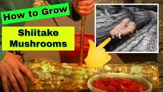 How to Grow Shiitake Mushrooms