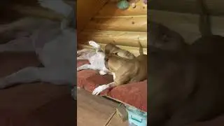 Амстаффы такие милые. GaidJewel’s kennel 