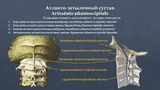 Анатомия атлантозатылочного сустава: строение, классификация, фиксирующий аппарат, движения