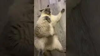 Что случилось у кота?
