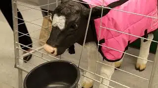 Компания 