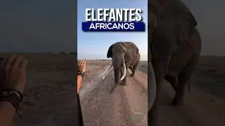 El animal imposible de domesticar: el elefante africano  🐘.  #animales #elefante #curiosidades