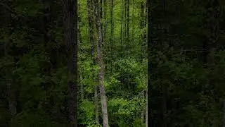 REFLECTIONS IN THE PARK | Trailer 3 #djhighlanders #djhmusic